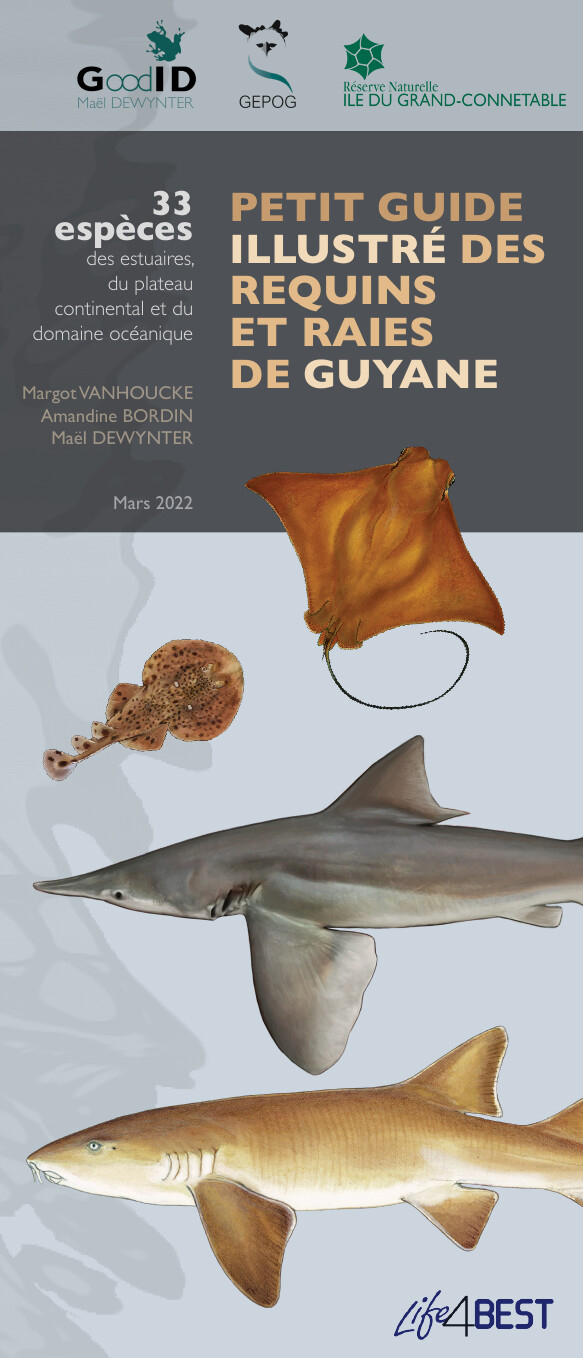 Petit guide illustré des requins et raies de Guyane