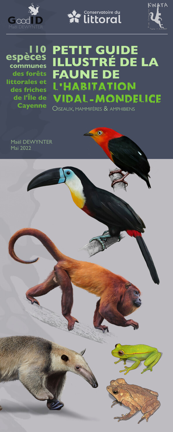 Petit guide illustré de la faune de l’habitation Vidal-Mondélice
