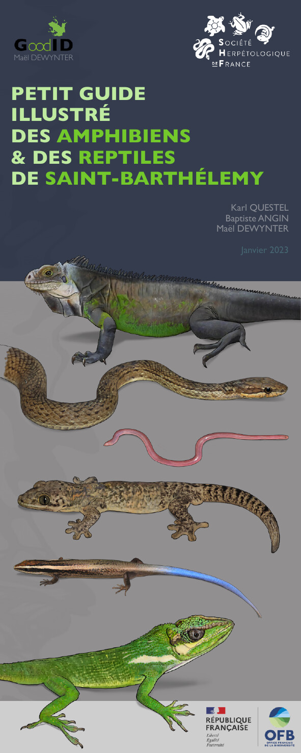 Petit guide illustré des Amphibiens & Reptiles de Saint-Barthélemy