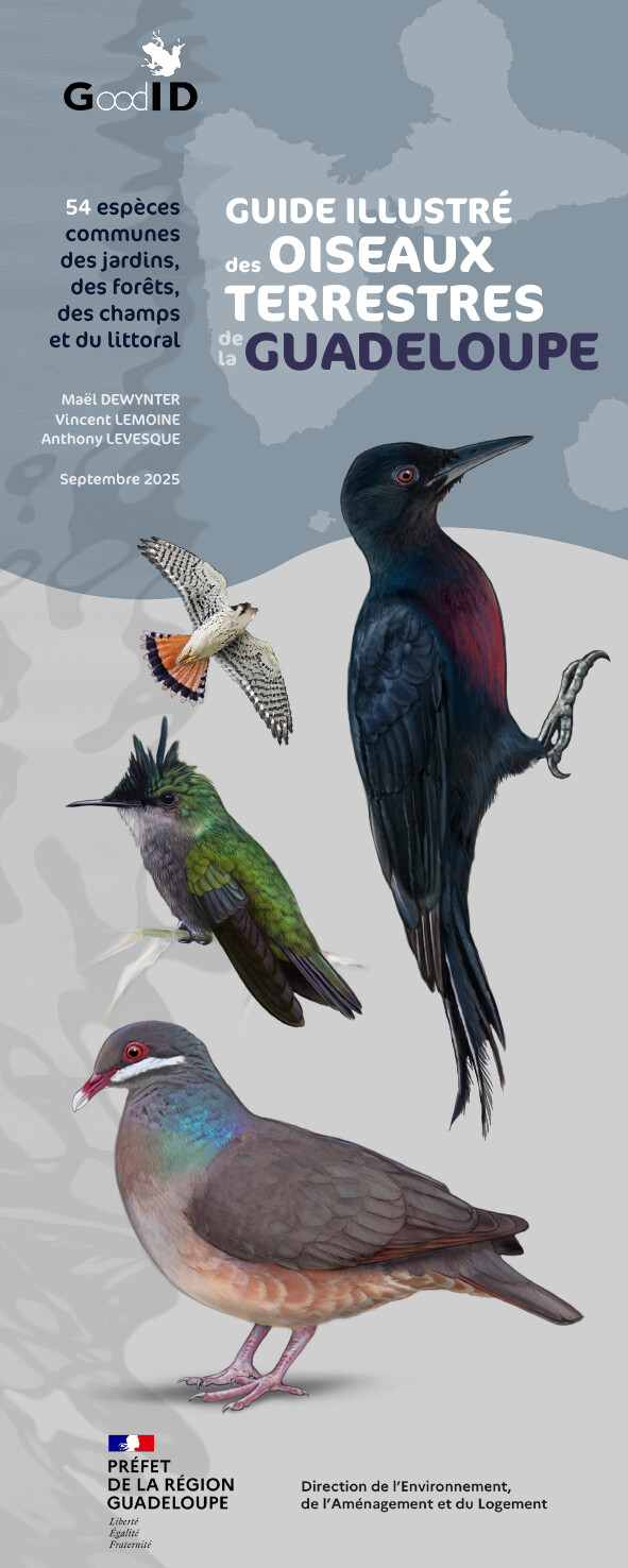 Guide illustré des oiseaux terrestres de la Guadeloupe