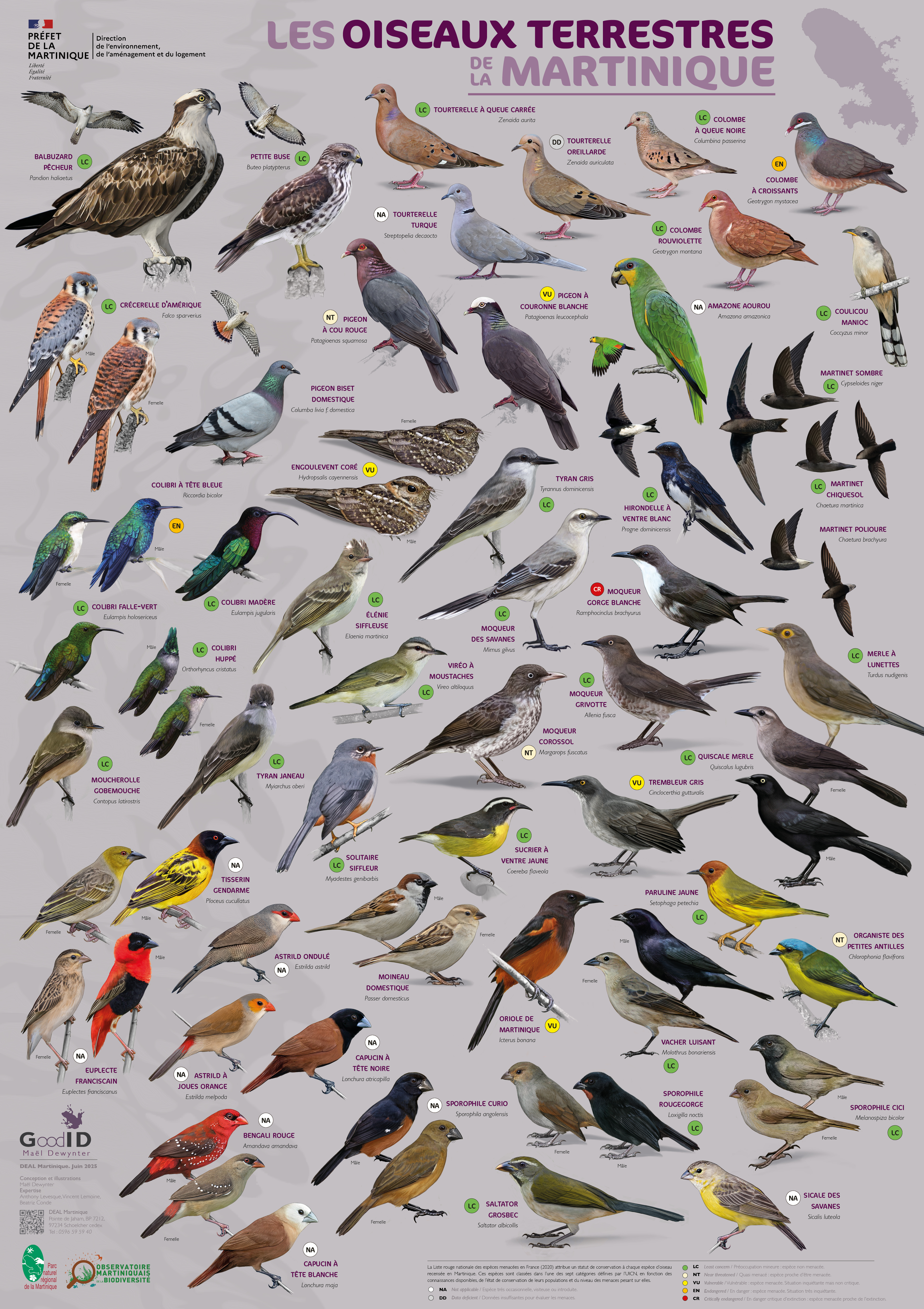 Les Oiseaux terrestres de Martinique