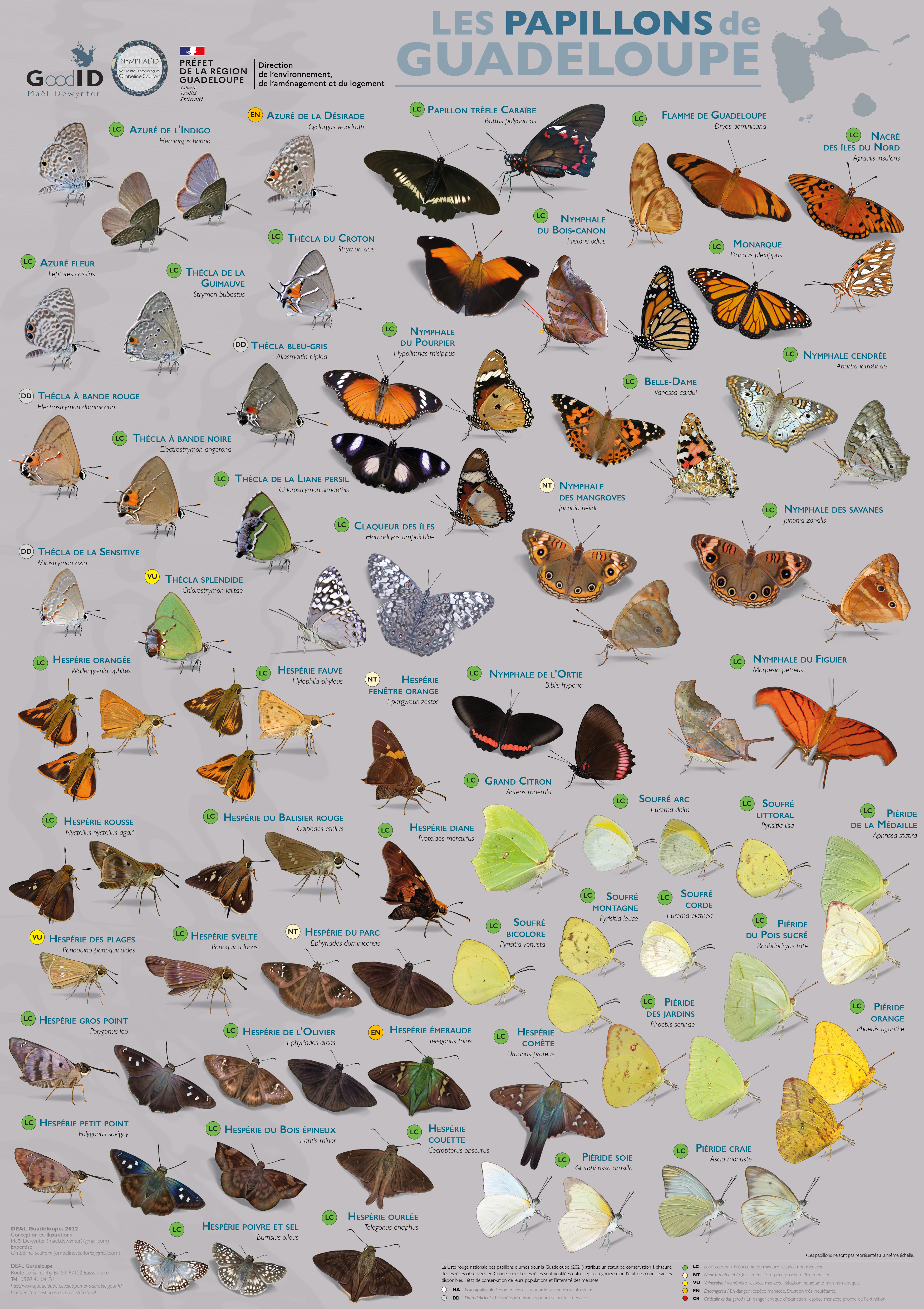 Les Papillons de Guadeloupe