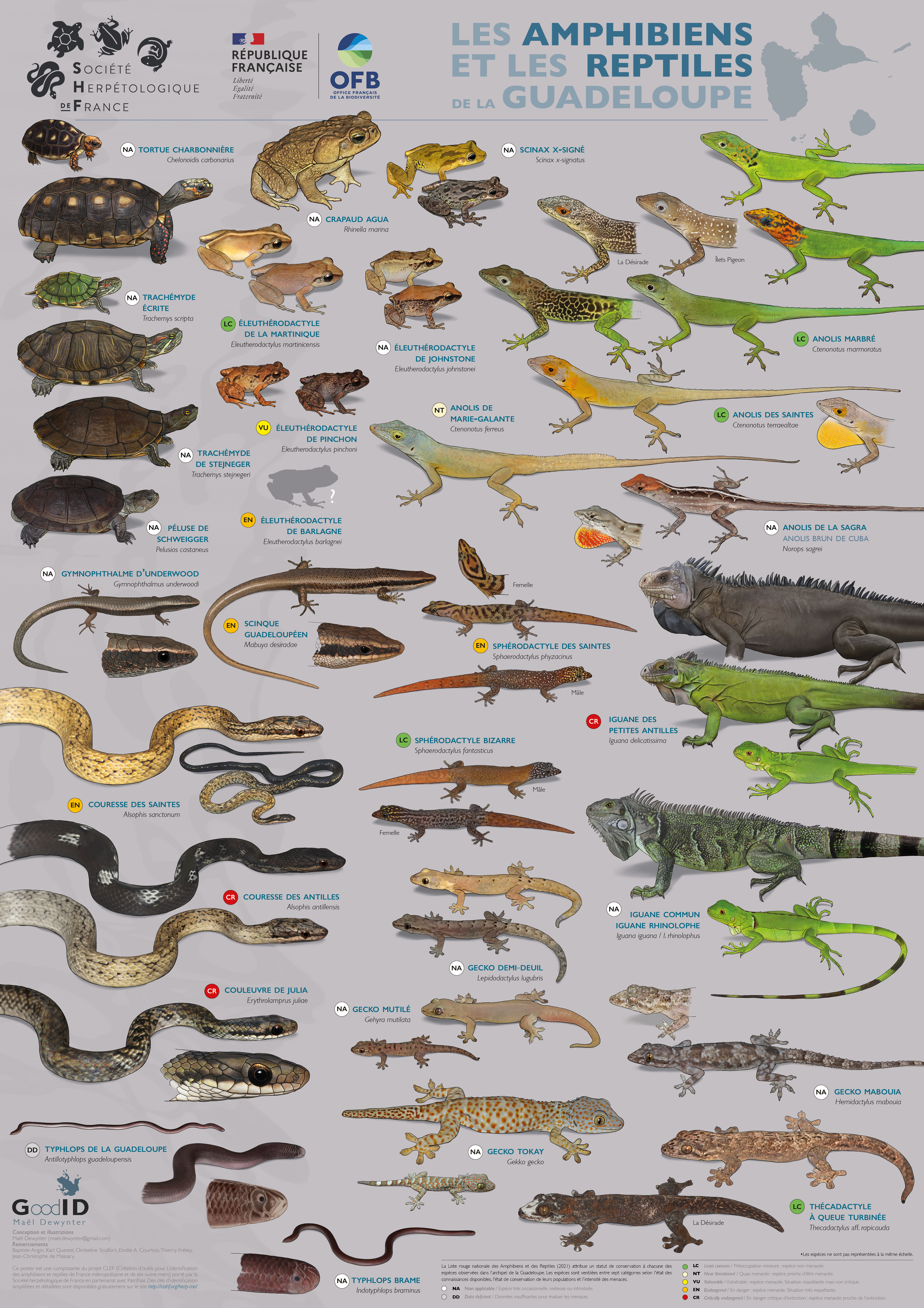 Les Amphibiens et les Reptiles de la Guadeloupe