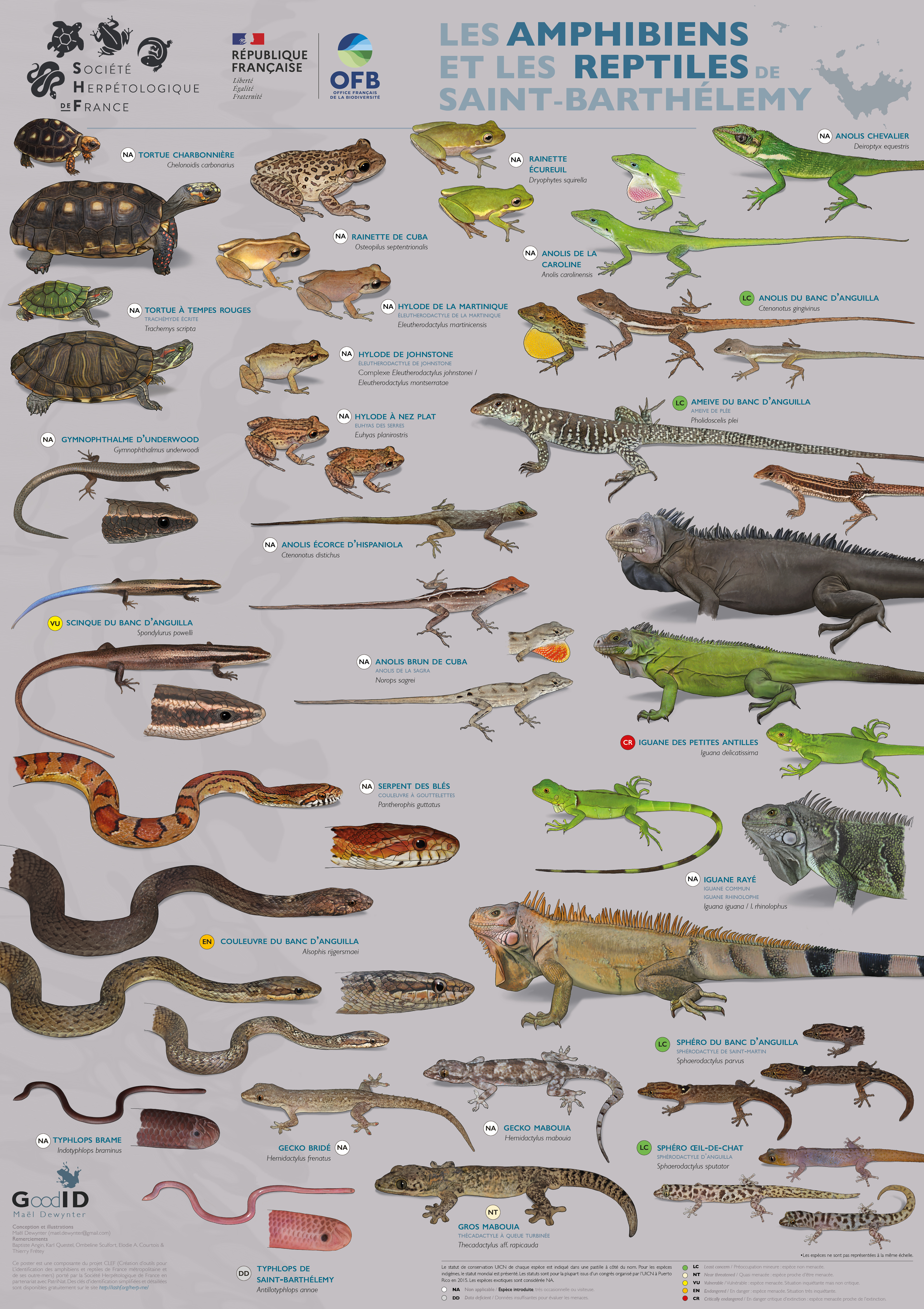 Les Amphibiens et les Reptiles de Saint-Barthélemy
