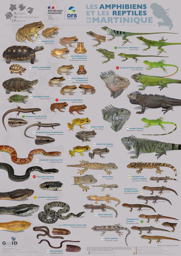 Les Amphibiens et les Reptiles de Martinique