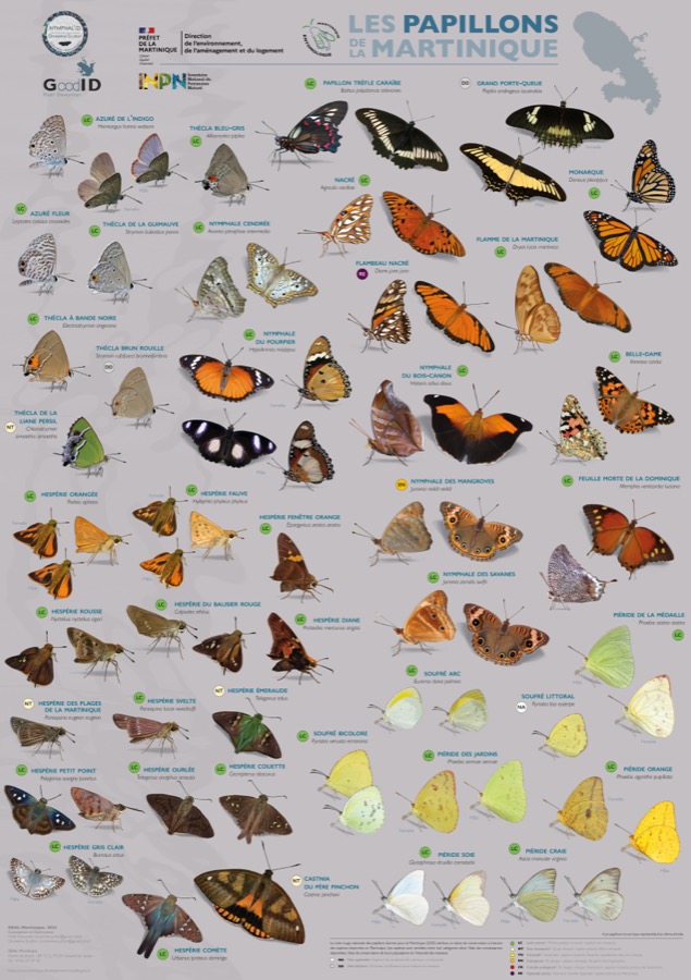 Les Papillons de Martinique