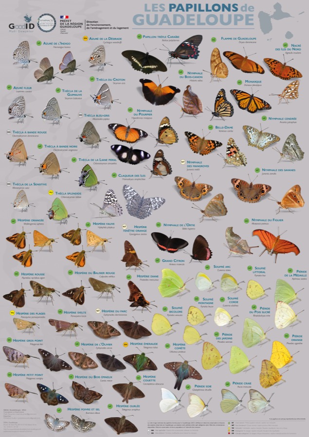 Les Papillons de Guadeloupe
