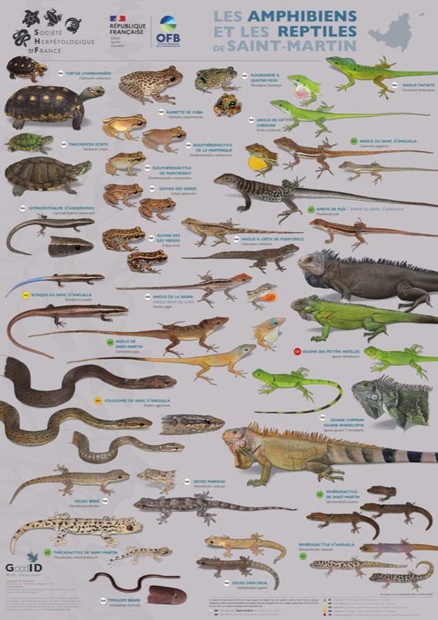 Les Amphibiens et les Reptiles de Saint-Martin