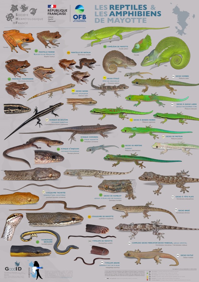 Les Reptiles & les Amphibiens de Mayotte