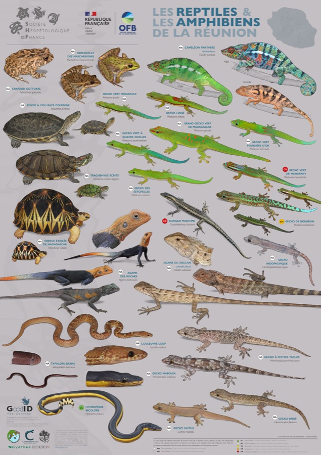Les Reptiles & les Amphibiens de La Réunion