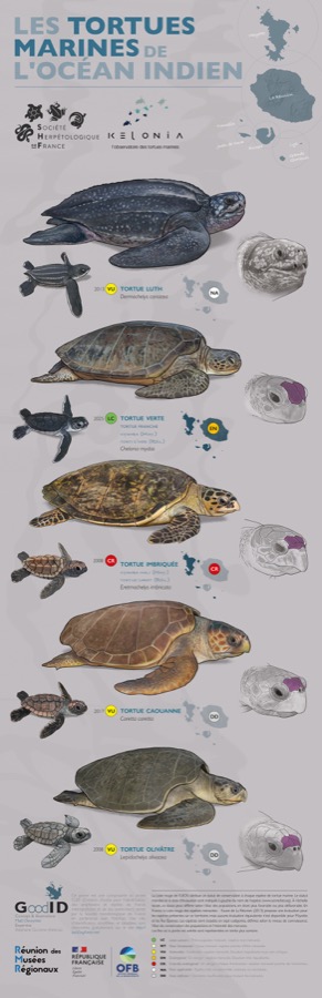 Les Tortues marines de l'océan Indien